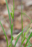 Limestone meadow sedge